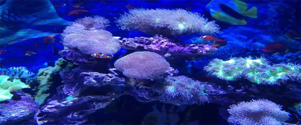 云南| 大理 滇西首座海洋主题公园