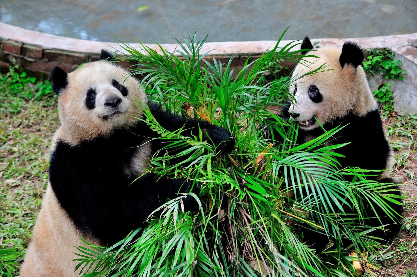 广州动物园预订_地址_价格查询-【要出发, 有品质的旅行】