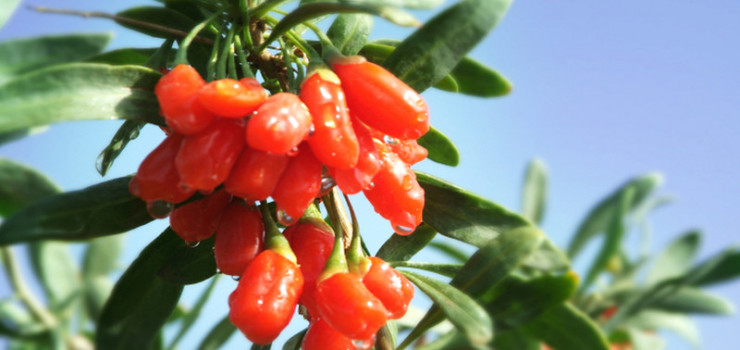 宁夏银川银川红玛瑙枸杞观光园